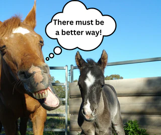 Smart Foaling, Modern Security